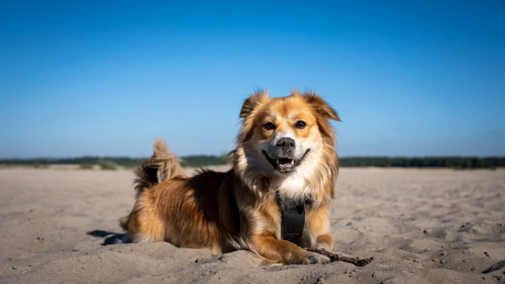 Cute dog lying on sandy beach under bright blue sky in Klucze, Poland.