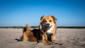 Cute dog lying on sandy beach under bright blue sky in Klucze, Poland.