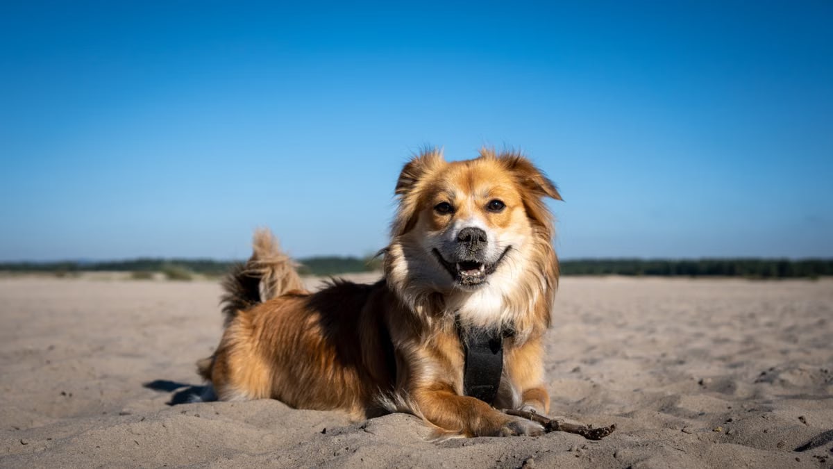 Cute dog lying on sandy beach under bright blue sky in Klucze, Poland.